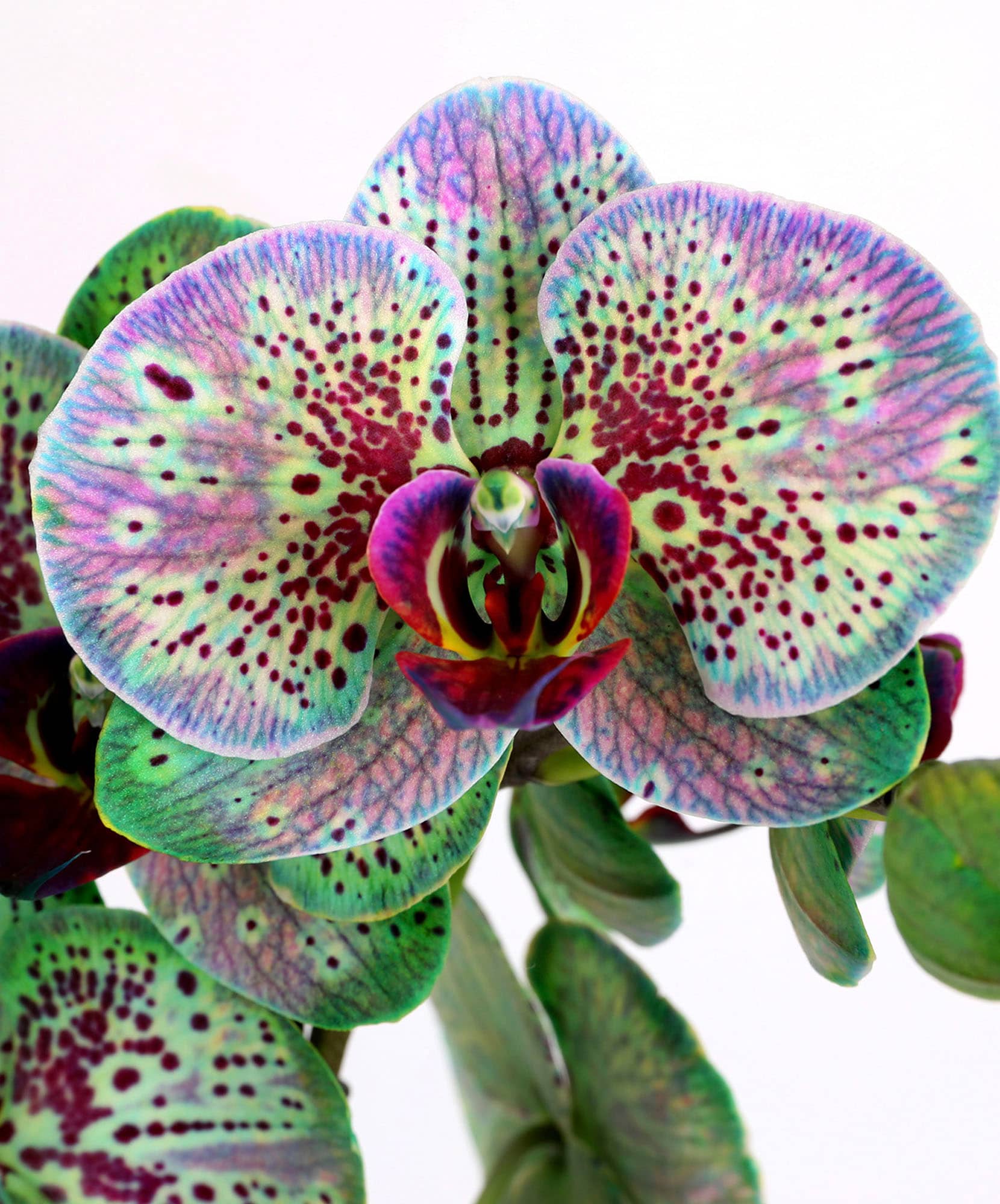 Vibrant orchid bloom featuring intricate patterns of purple and green hues, perfect for decor.